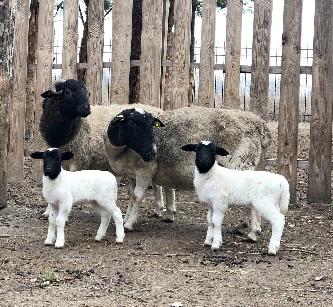 Дорпер порода овец