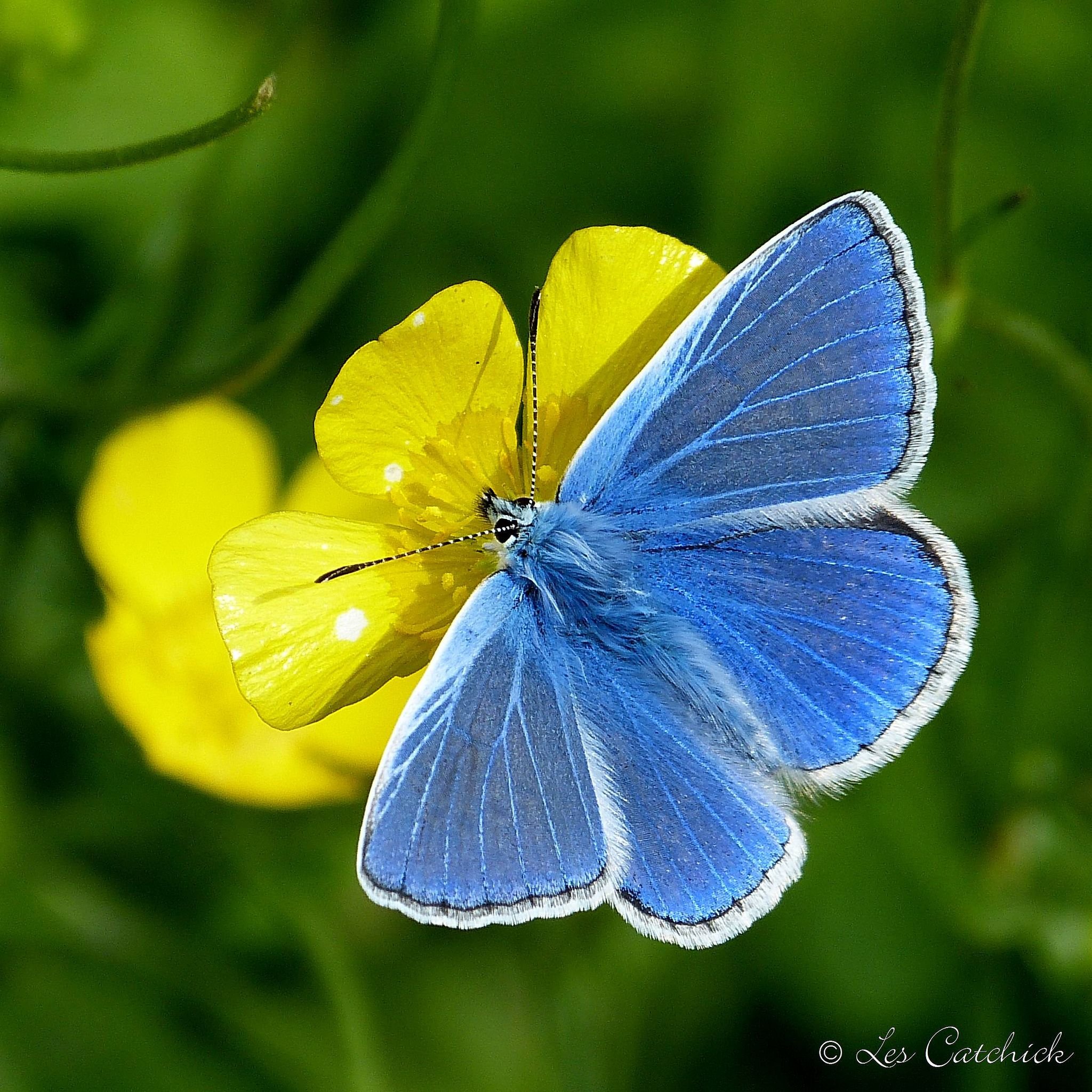 Бабочки голубянки чудесной. Голубянка Икар бабочка. Голубянка Бавий. Сине желтая бабочка. Голубая бабочка.