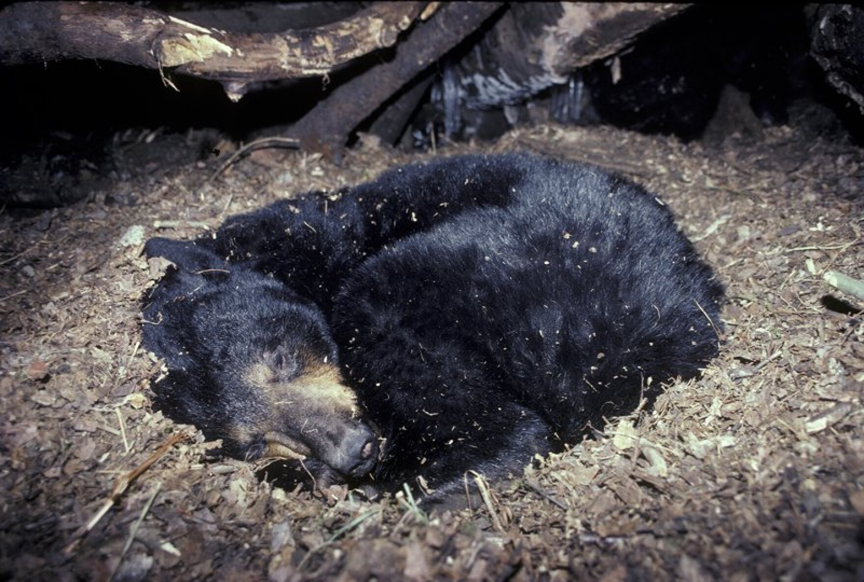 Летняя спячка у животных. Бурый медведь зимой в берлоге. Бурый медведь в берлоге. Бурый медведь берлоги и спячка.