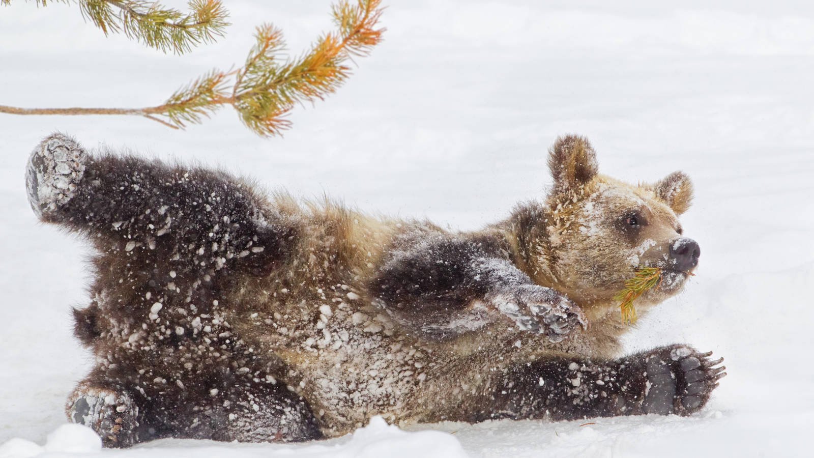 Медведь в сугробе. Медведь зимой. Медведь зимой в лесу. Медвежонок зимой. Бурый медведь зимой.