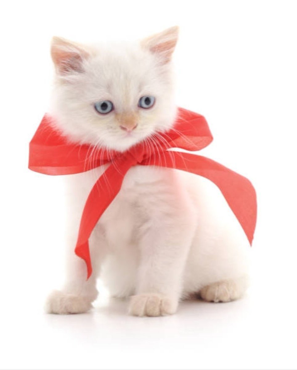Котенок с бантом