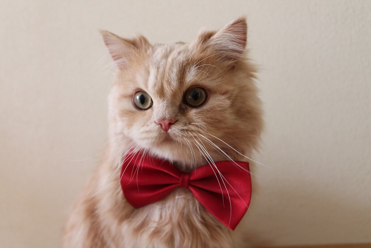 Кот с бантом