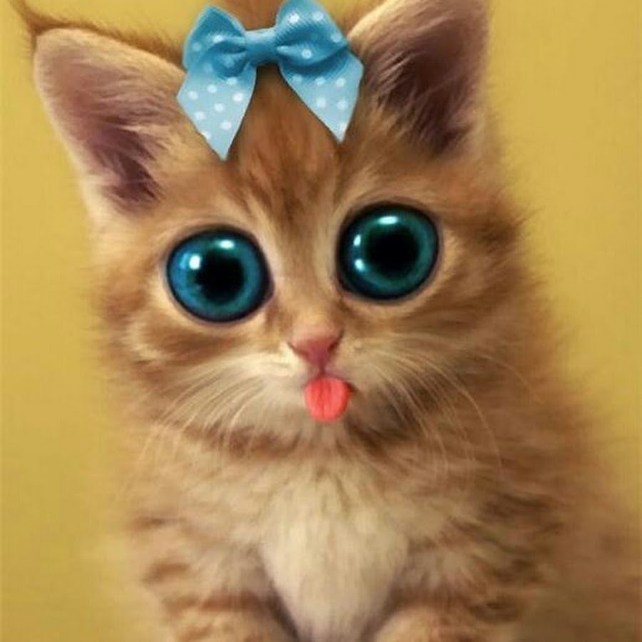 Котенок с бантом