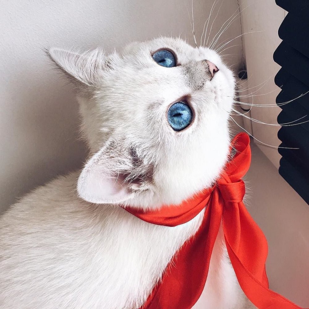 Кот с бантиком на шее