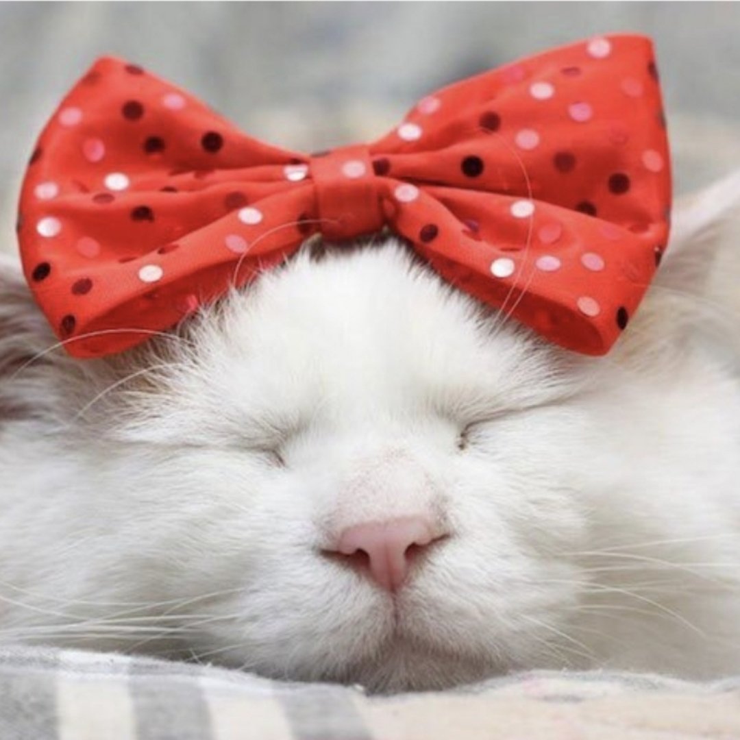 Кот с бантом