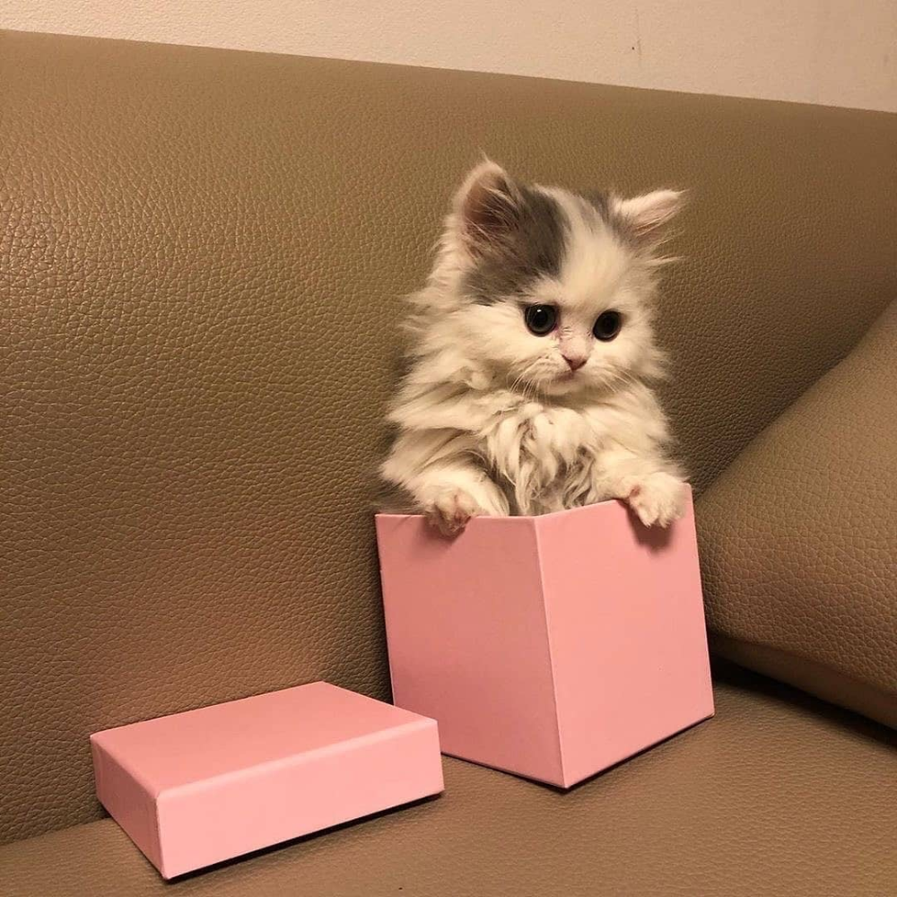 Котенок в подарочной коробке