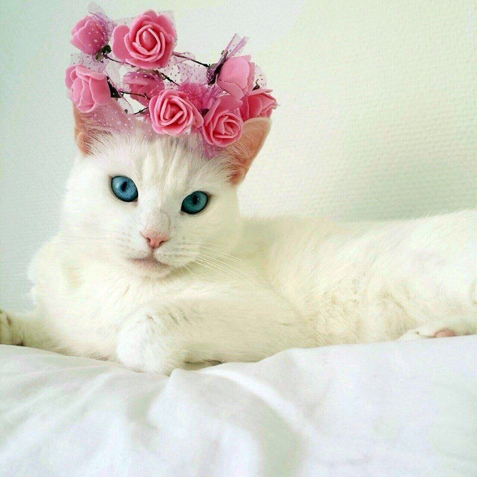 Розовая кошка