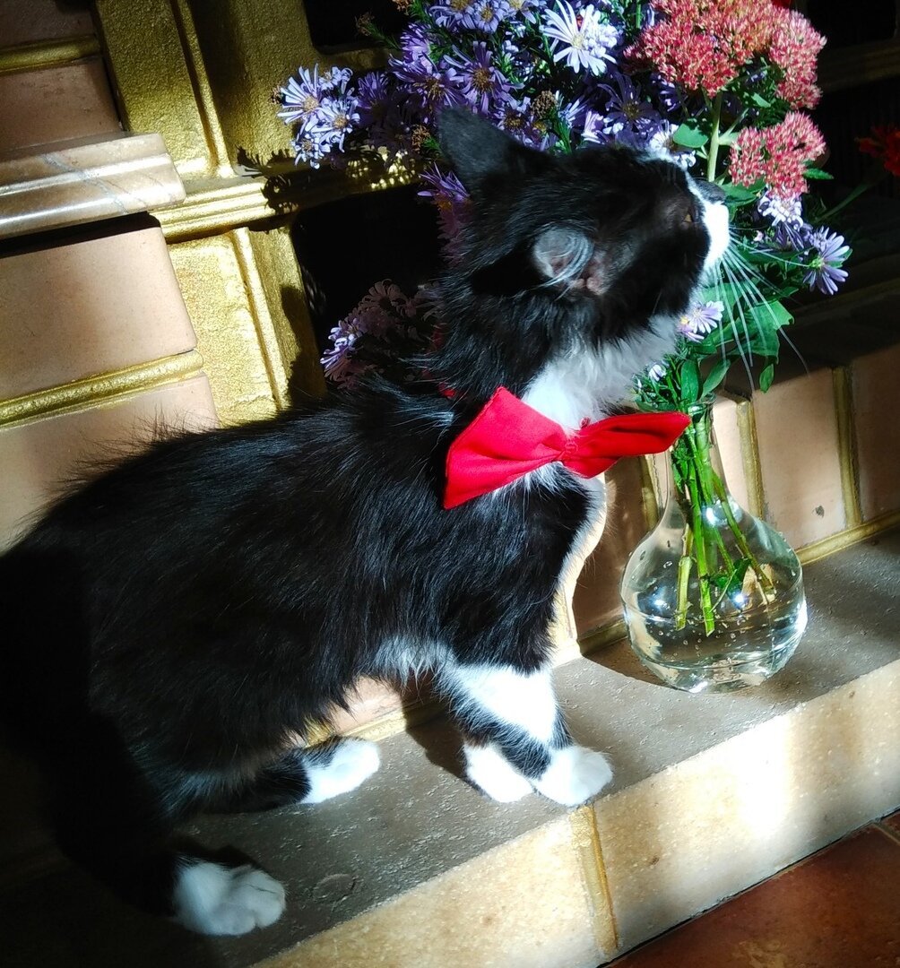 Подбери котятам бантик