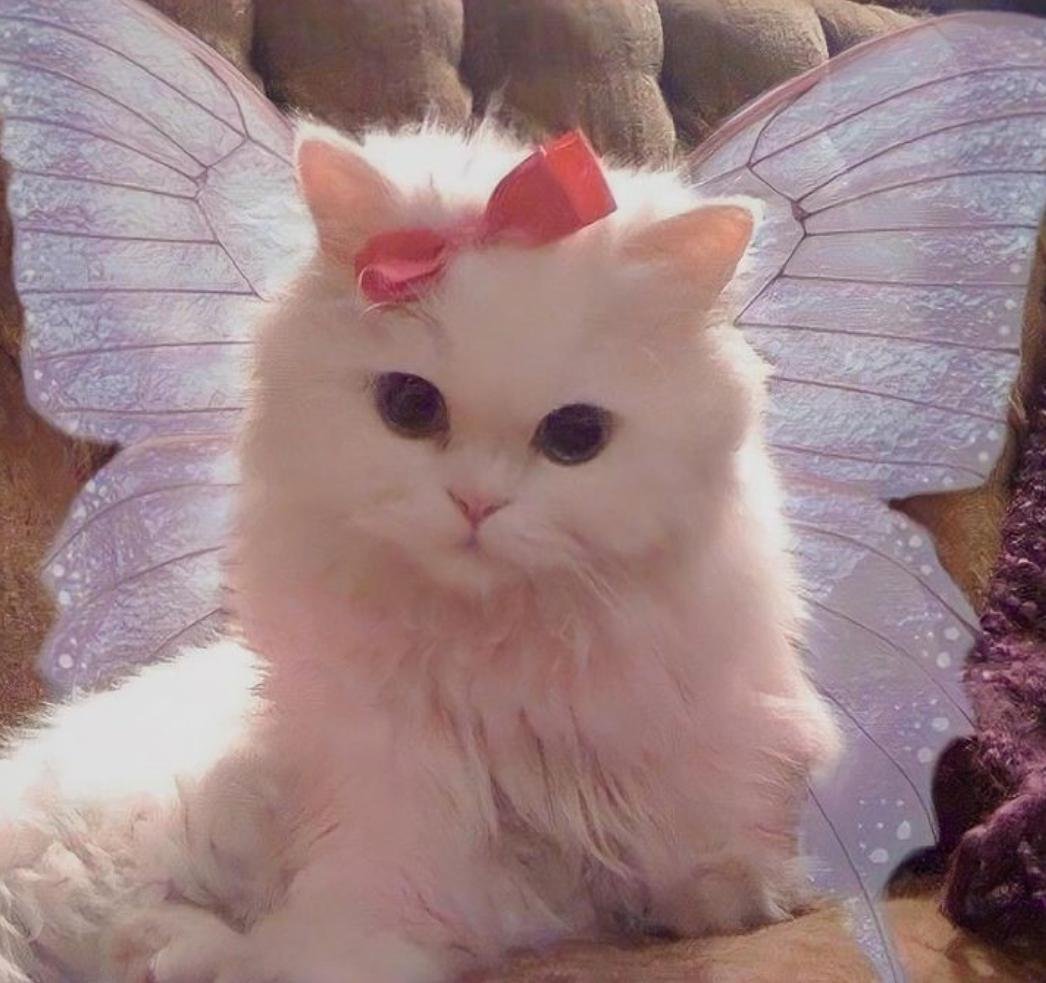 Белый котенок с бантиком