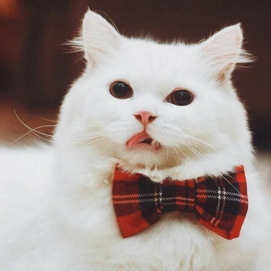 Кошка с бантиком