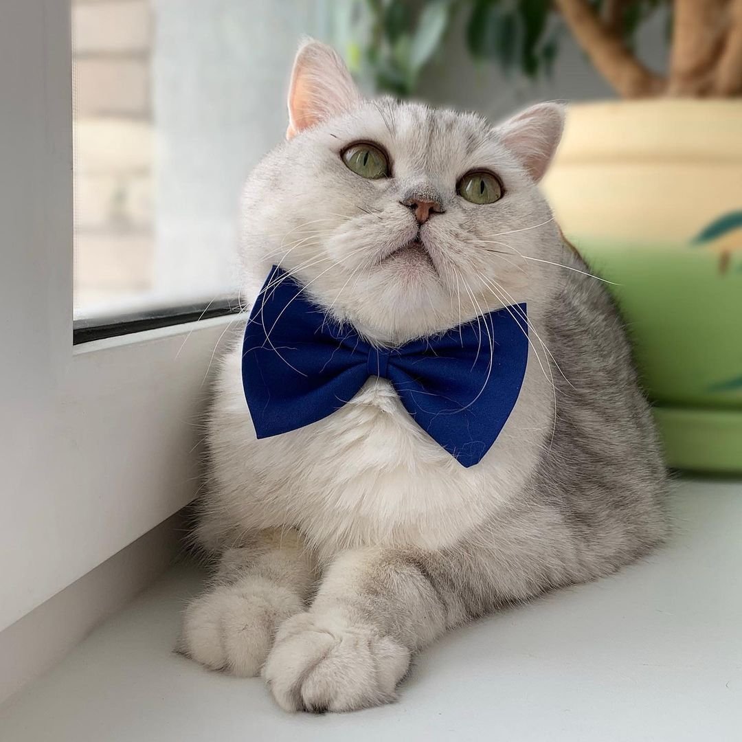 Коты в бантах