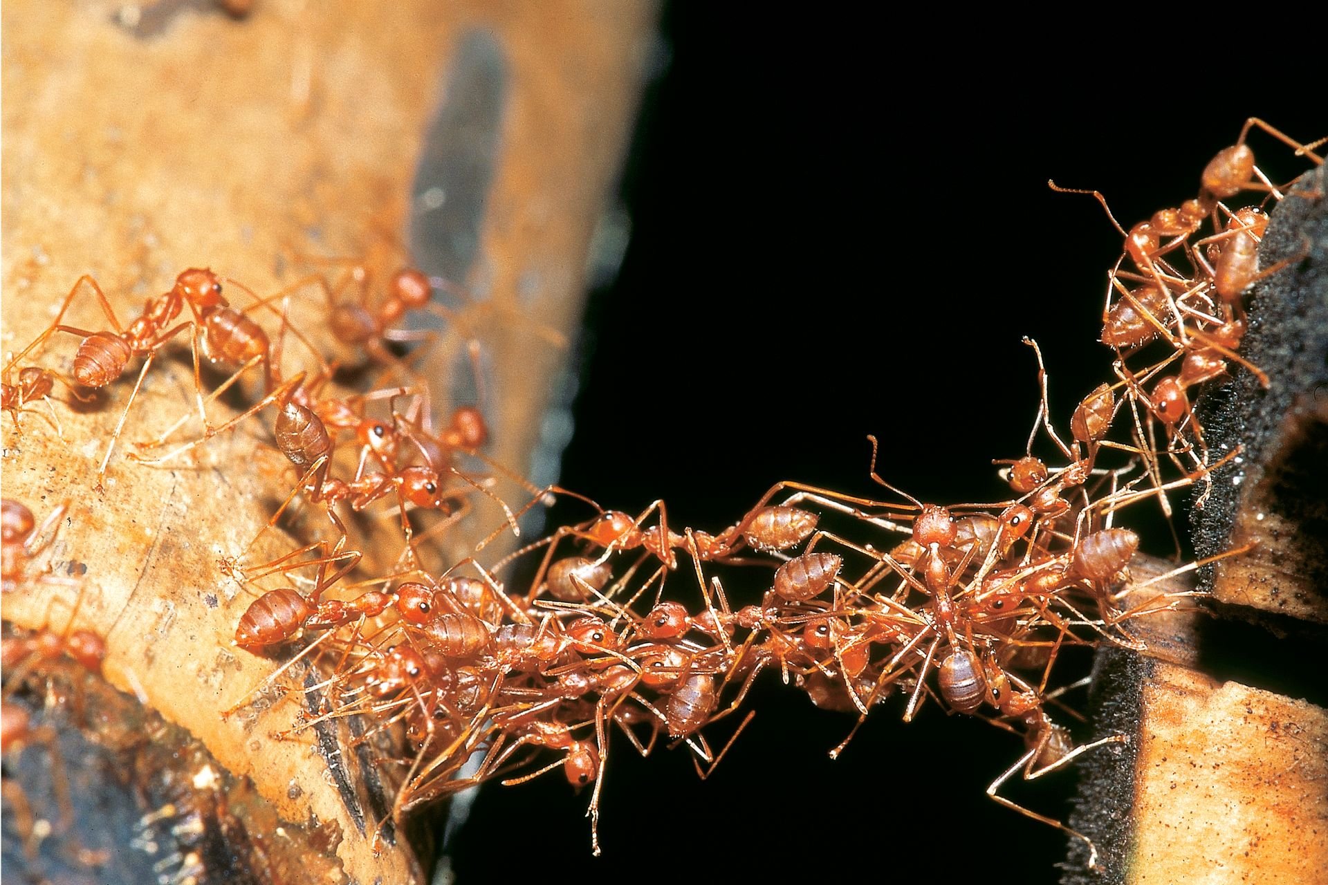 Несмотря на муравьиную склонность объединять свои. Муравьи сиафу. Марабунта муравьи. Муравьи кочевники мост. Колония кочевых муравьев.