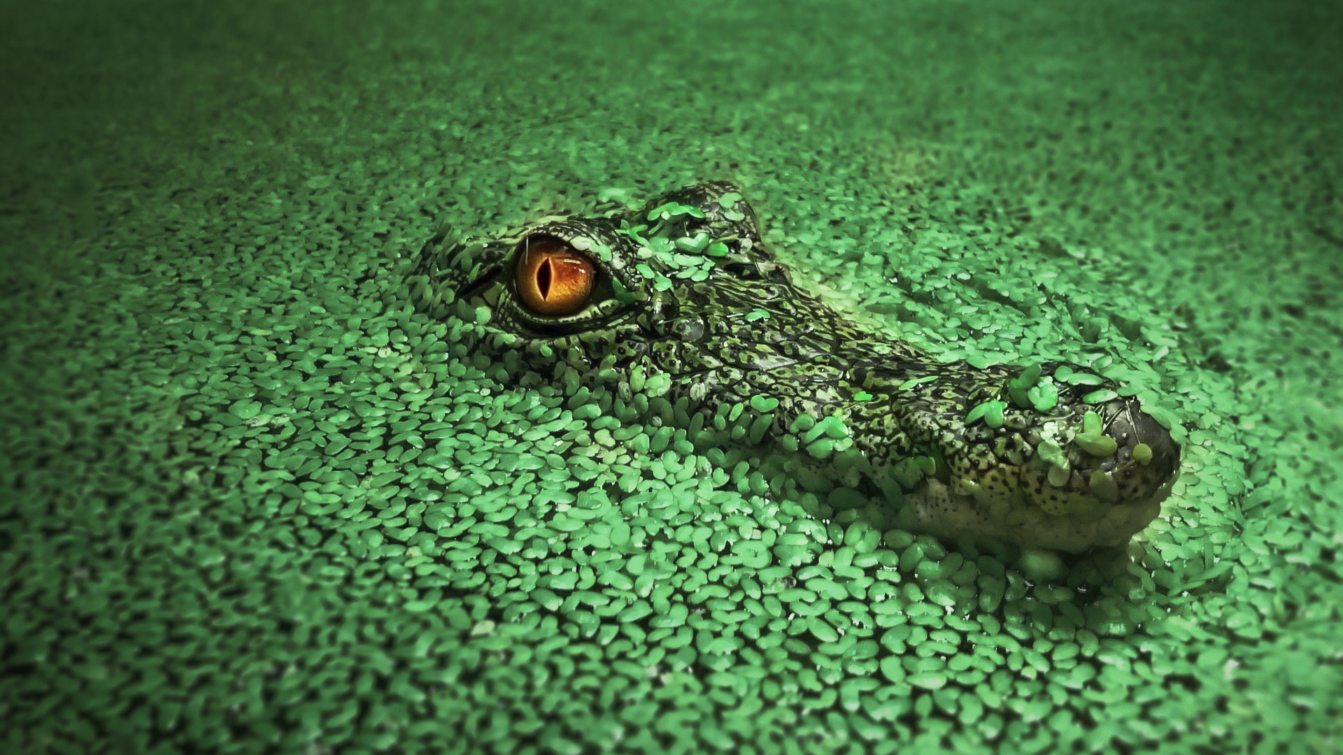 Какой крокодил зеленый. Зелёный Нильский крокодил. Красивый крокодил. Пресмыкающиеся крокодил.