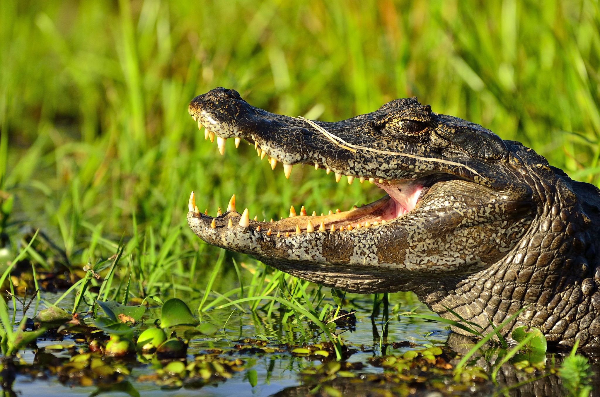 Кайман животное. Нильский Кайман. Нильский крокодил. Нильский Аллигатор. Нильский крокодил и Аллигатор.