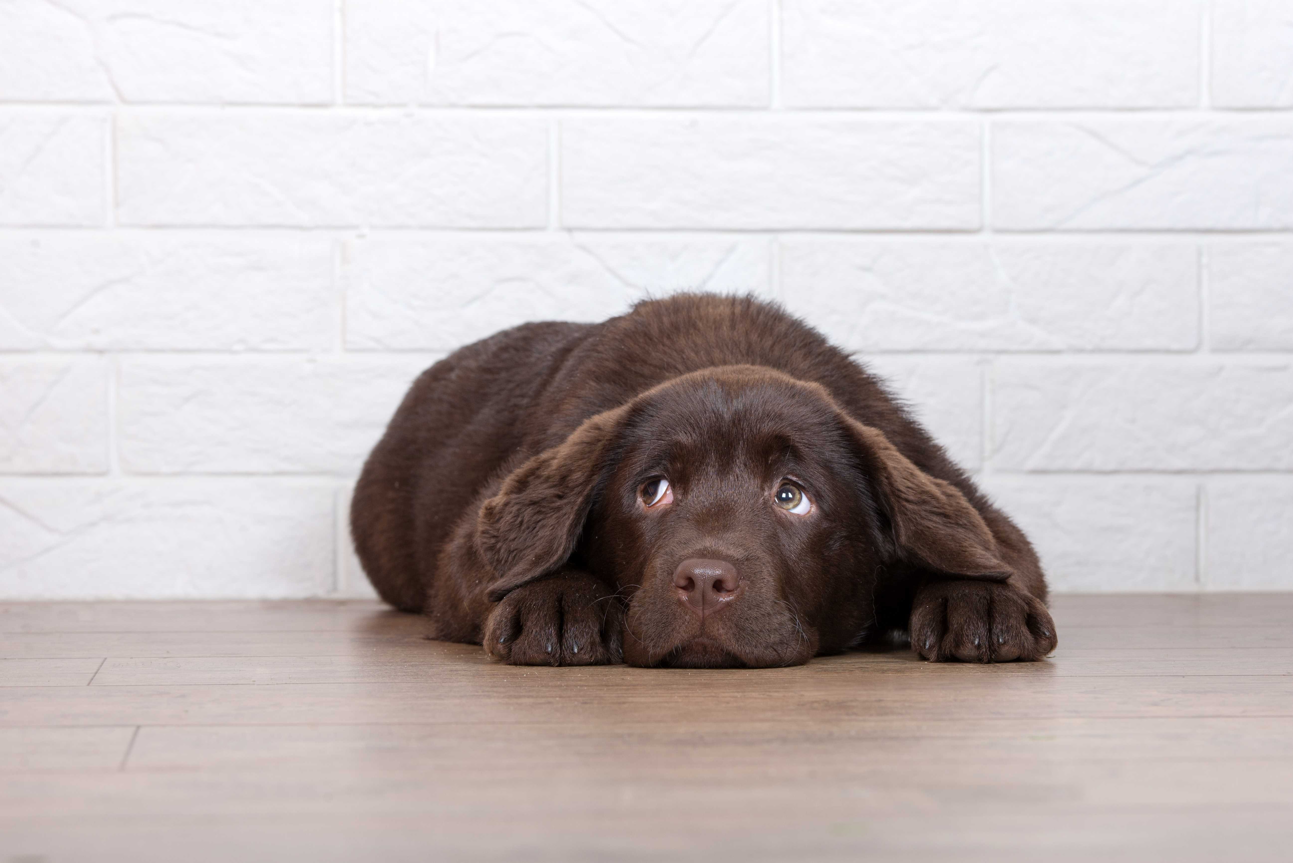 Беспокойство собаки. Лабрадор длинношерстный шоколадный. Собака с прижатыми ушами. Эмоции собак. Напуганная собака.