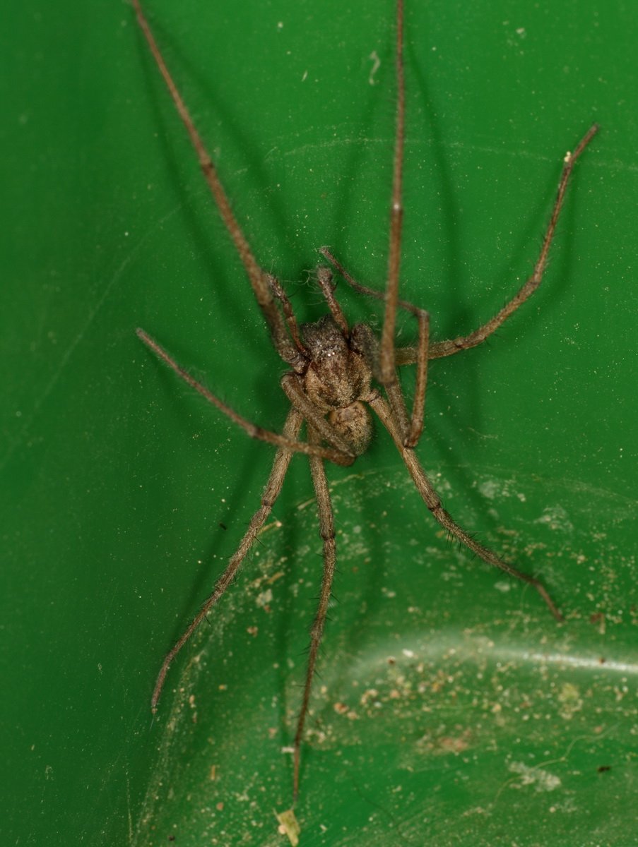 Паук тегенария домовая гигантская