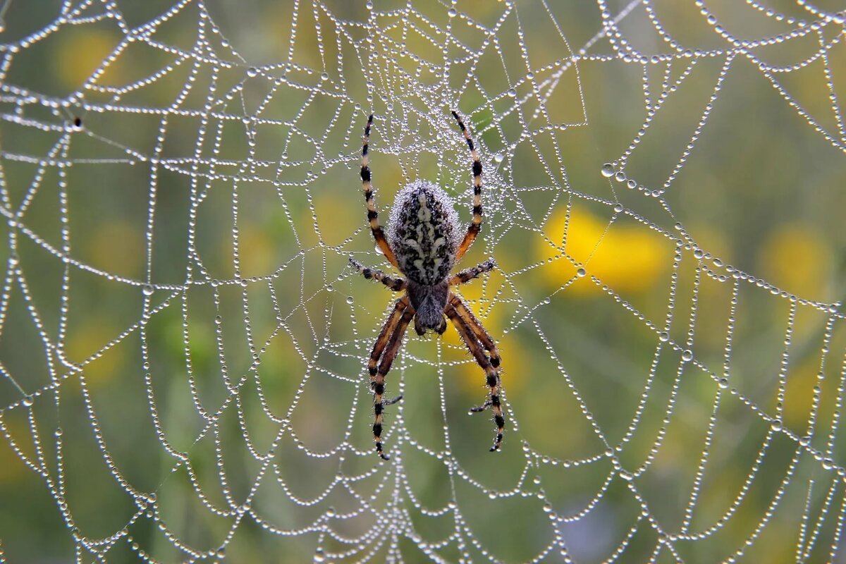 Паутина тарантула