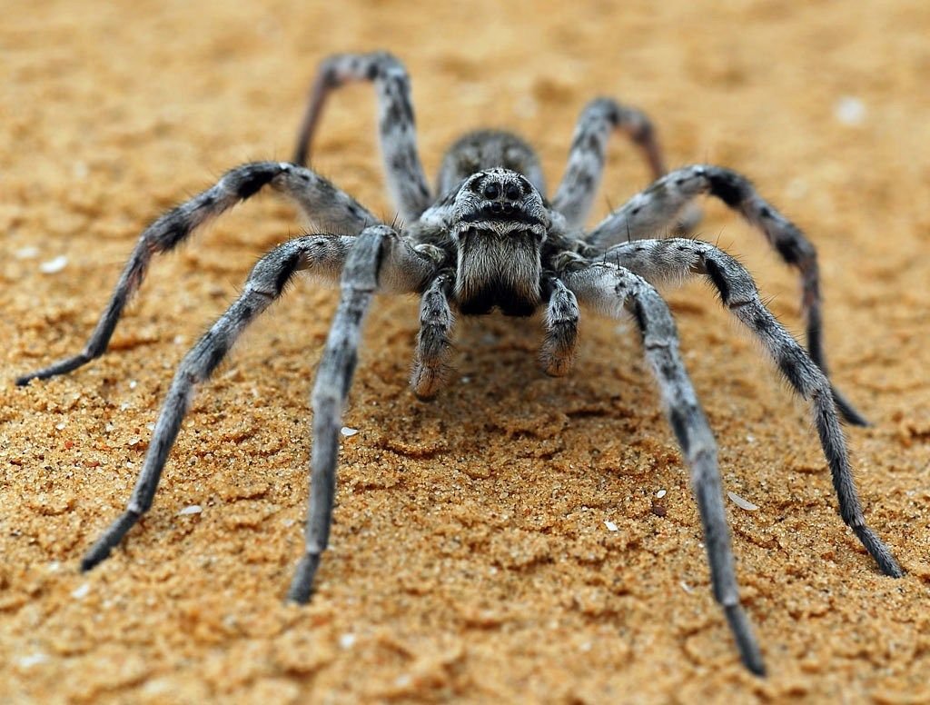 Тарантул Lycosa Narbonensis