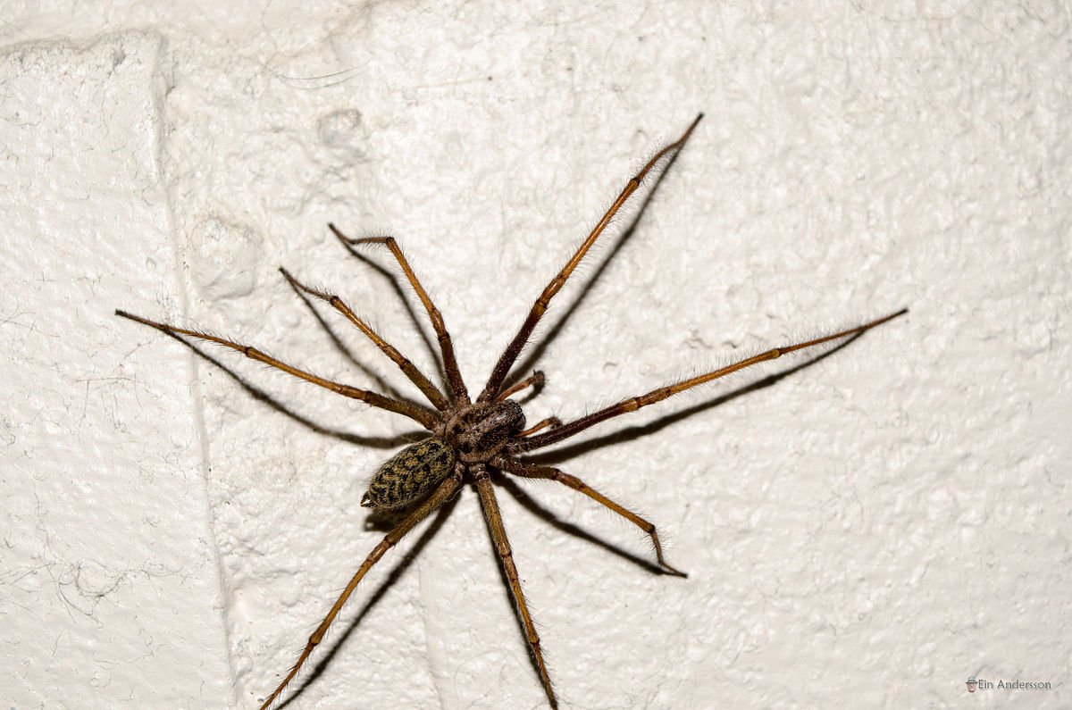 Тегенария Геншин