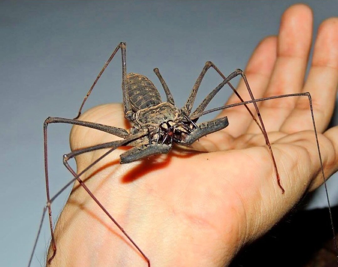 Фрины паукообразные