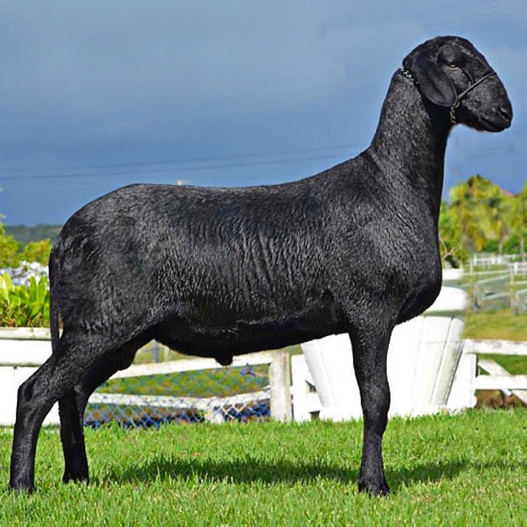 Порода на букву т. Дорпер порода овец. Порода Баранов Дорпер. Санта-Инес порода овец. Мясная порода овец Дорпер.