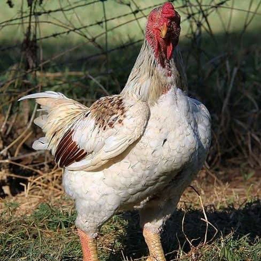 Корнуэльские куры Корниш