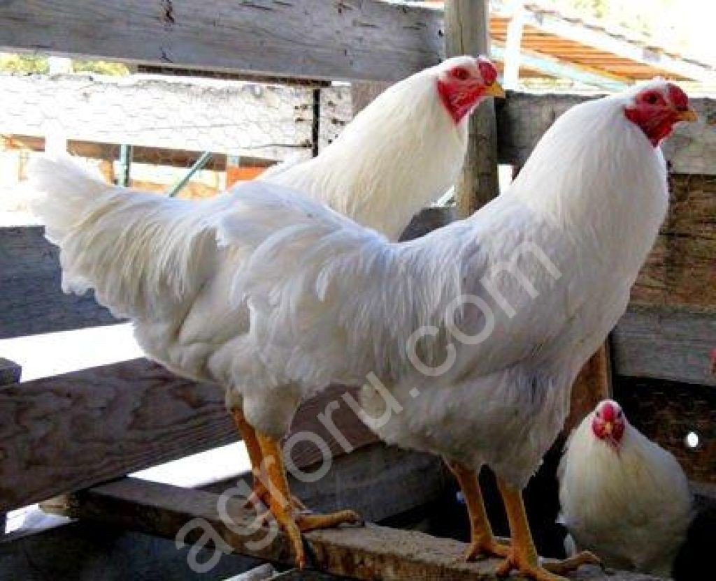 Корниш порода кур