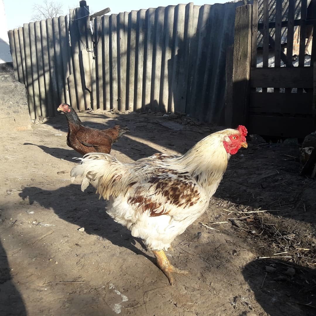 Корниш Бойцовый