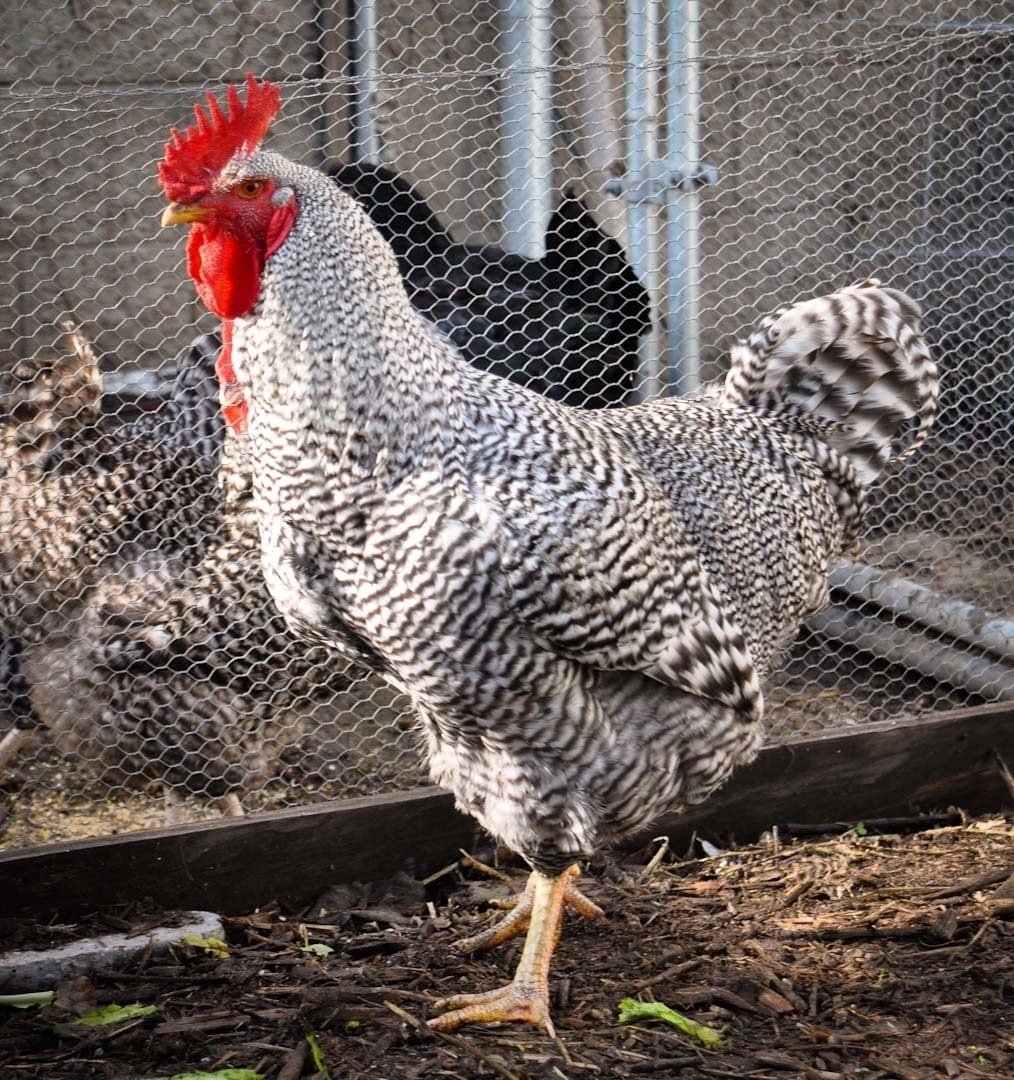 Полосатый плимутрок