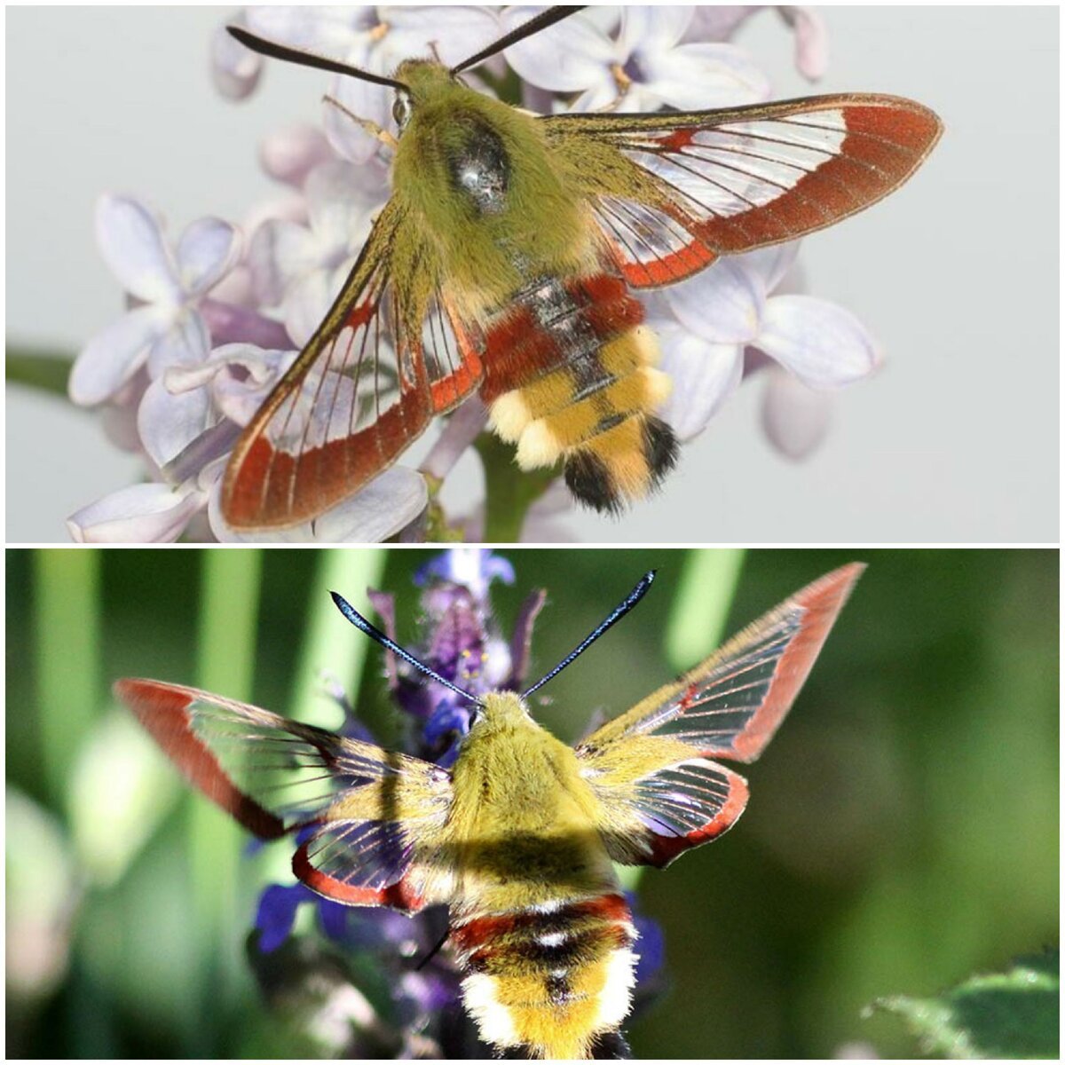 Насекомое Бражник-хоботник