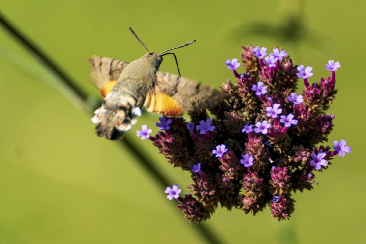 Бабочка Бражник-хоботник