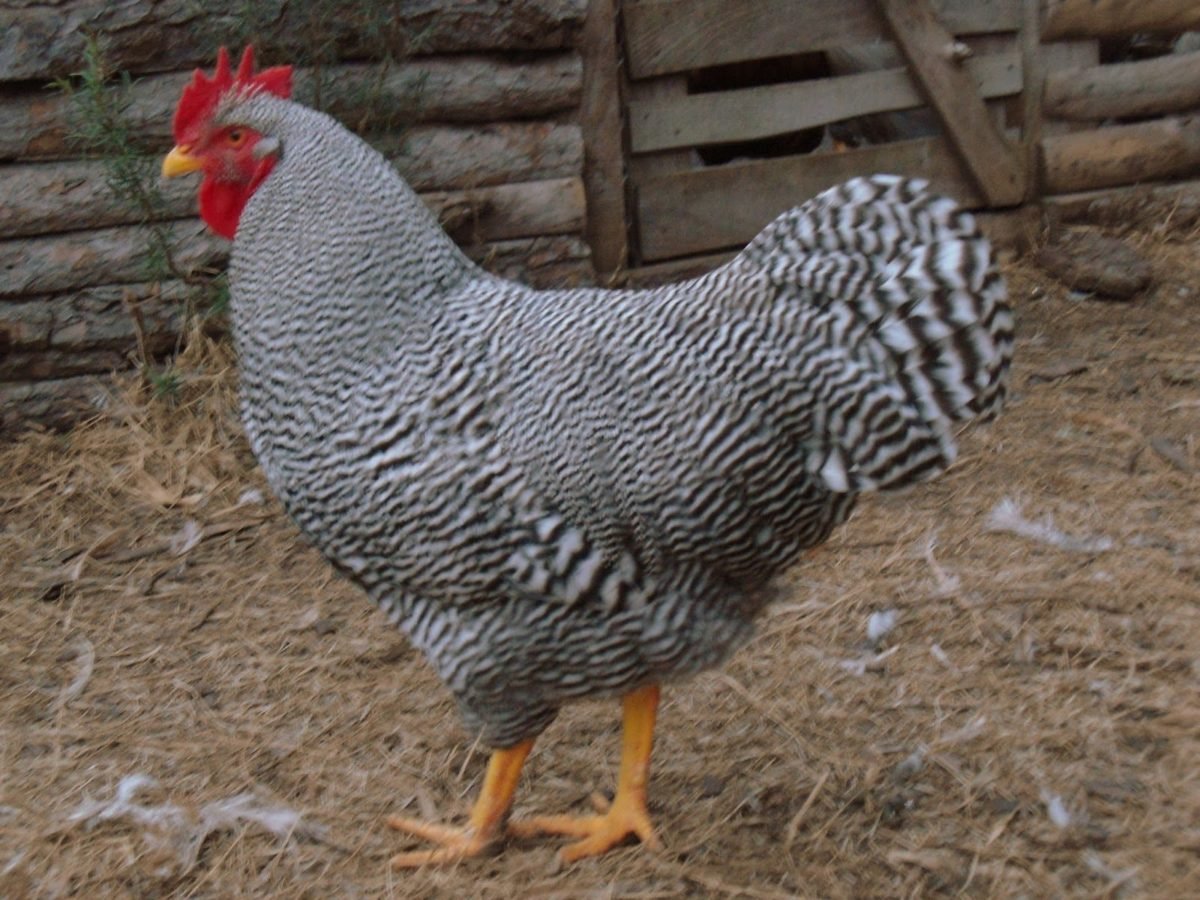 Виандот плимутрок