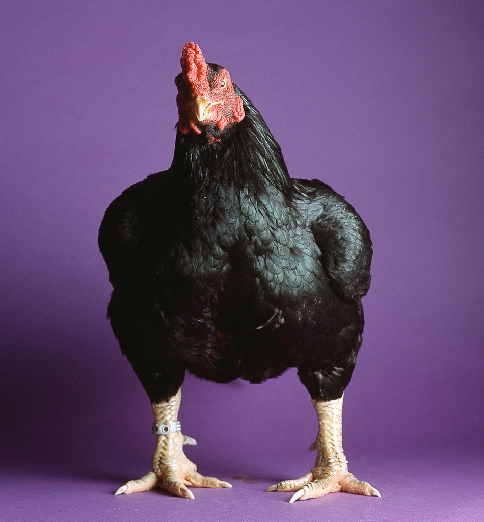 Петух породы Корниш