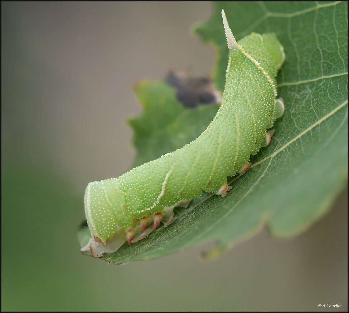 Олеандровый Бражник гусеница