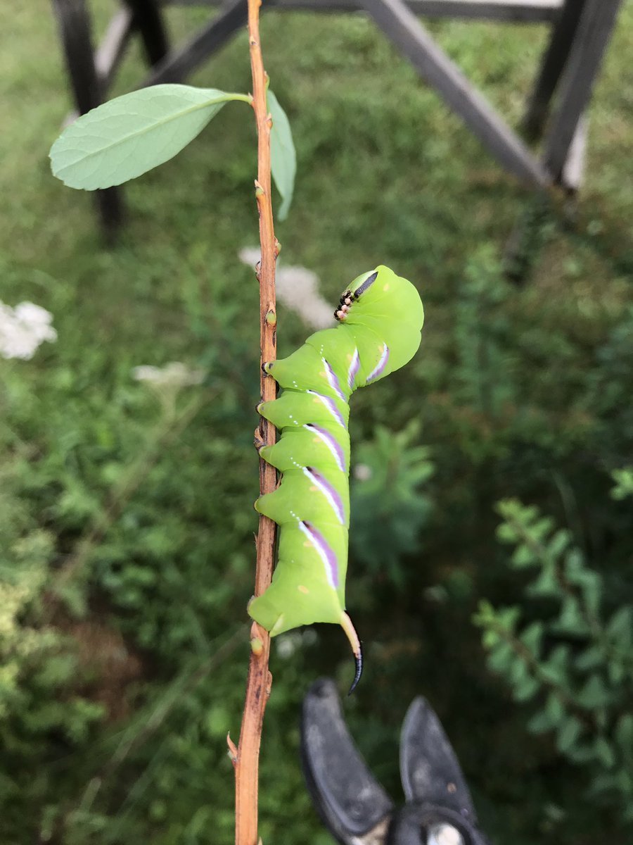 Бражник вьюнковый гусеница