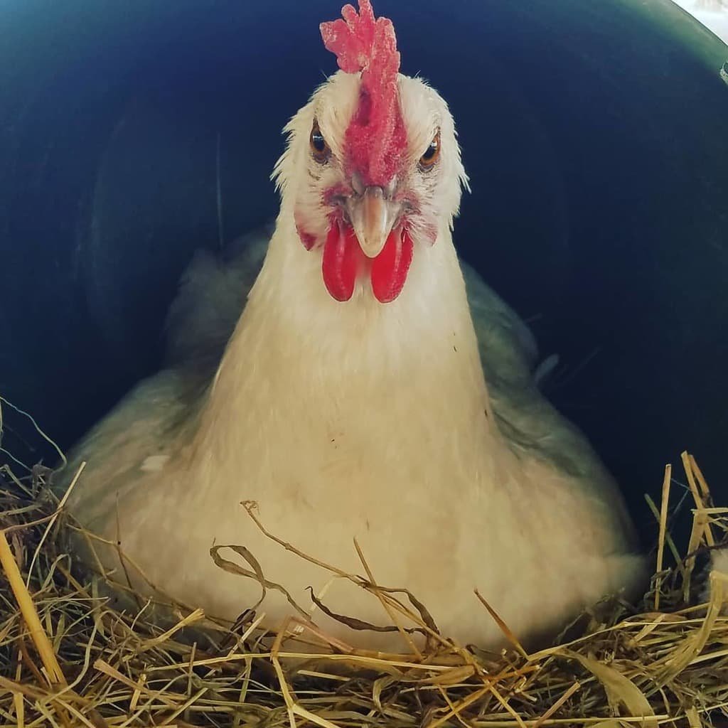 Бресс Галльская курица