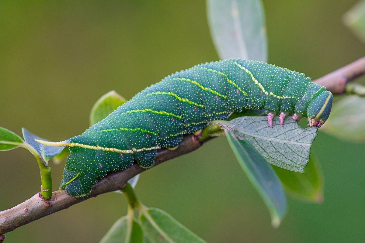 Олеандровый Бражник гусеница