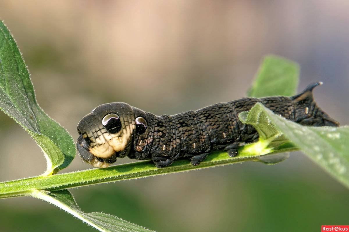 Рогатая гусеница БРАЖНИКА