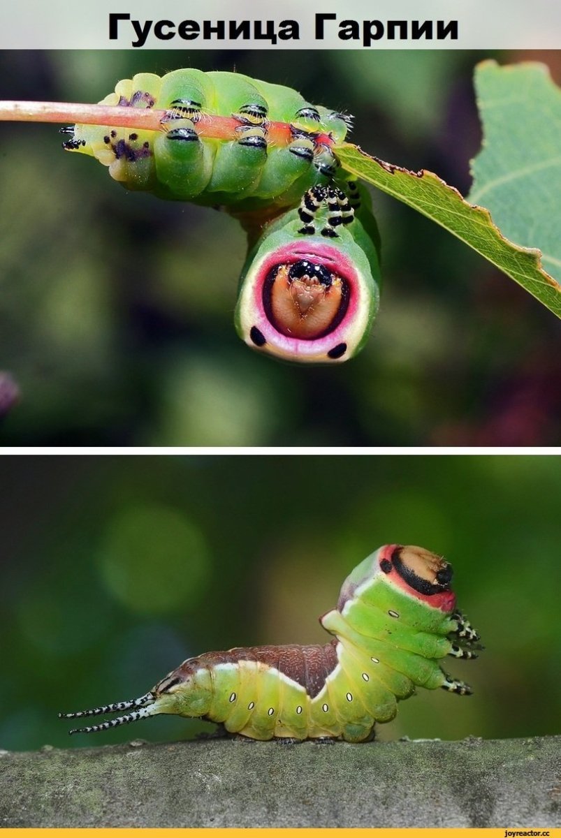 Глазчатый Бражник гусеница и бабочка