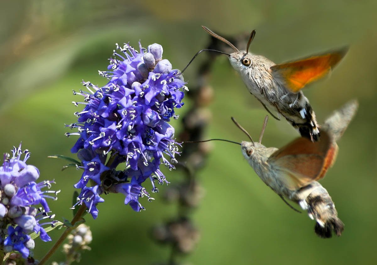 Бабочка Бражник Колибри