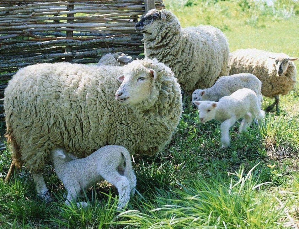 Асканийская порода овец