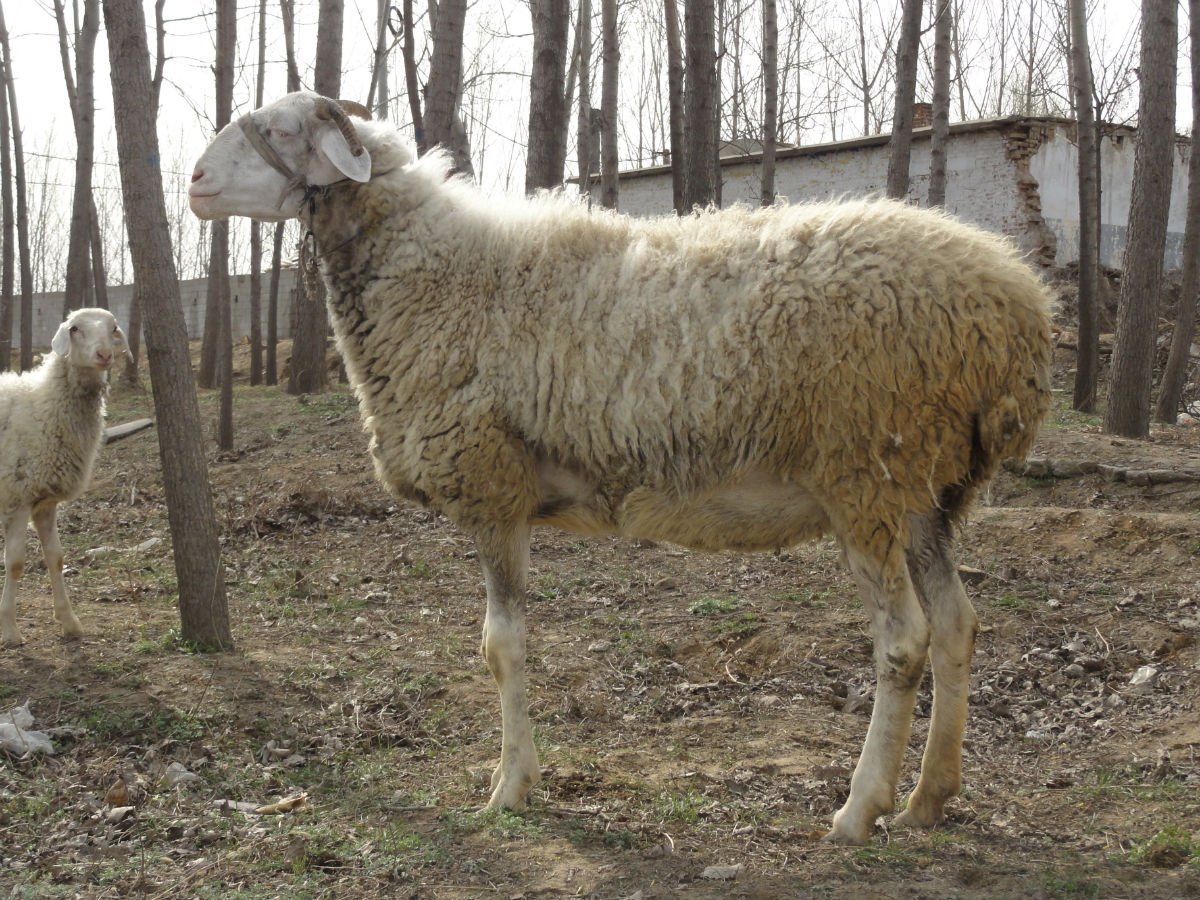 Сараджинская порода овец