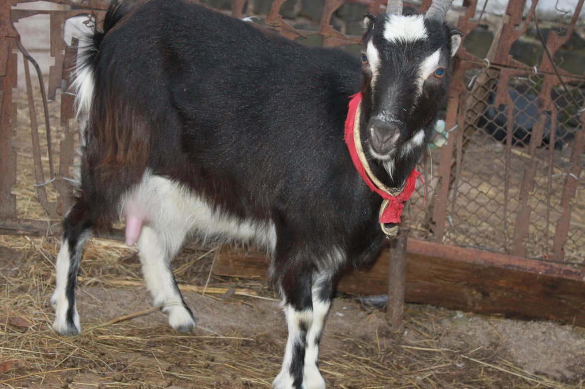 Козленок черный ламанча