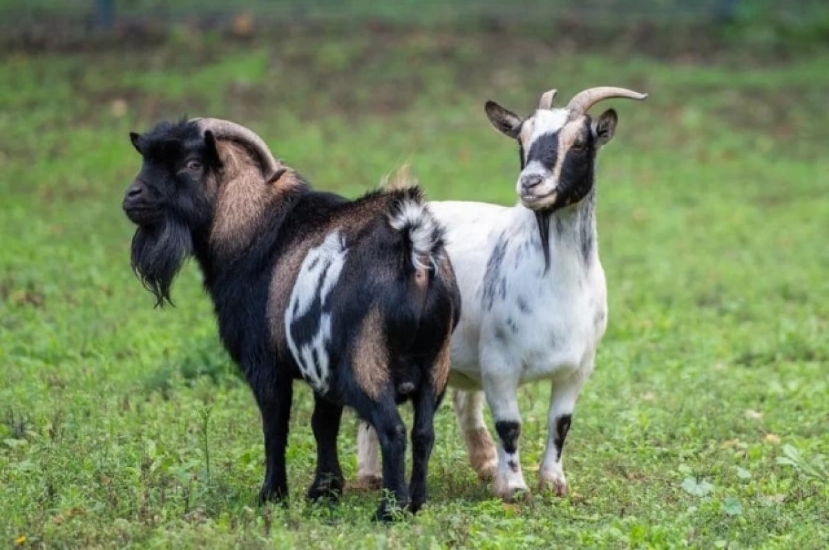 Маленькие козы камерунские