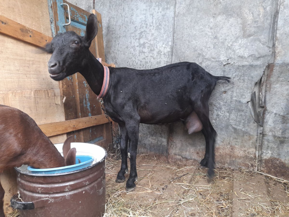 Козы породистые домашние