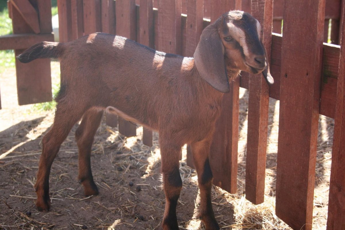 Нубийские козы луннопятнистые