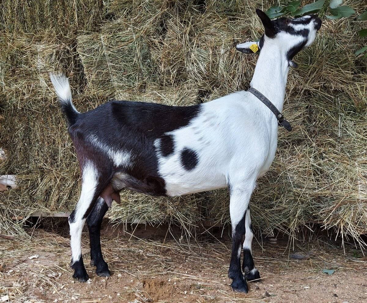 Козы козоводы кмаенскшахтнский пароды Вера алпиская