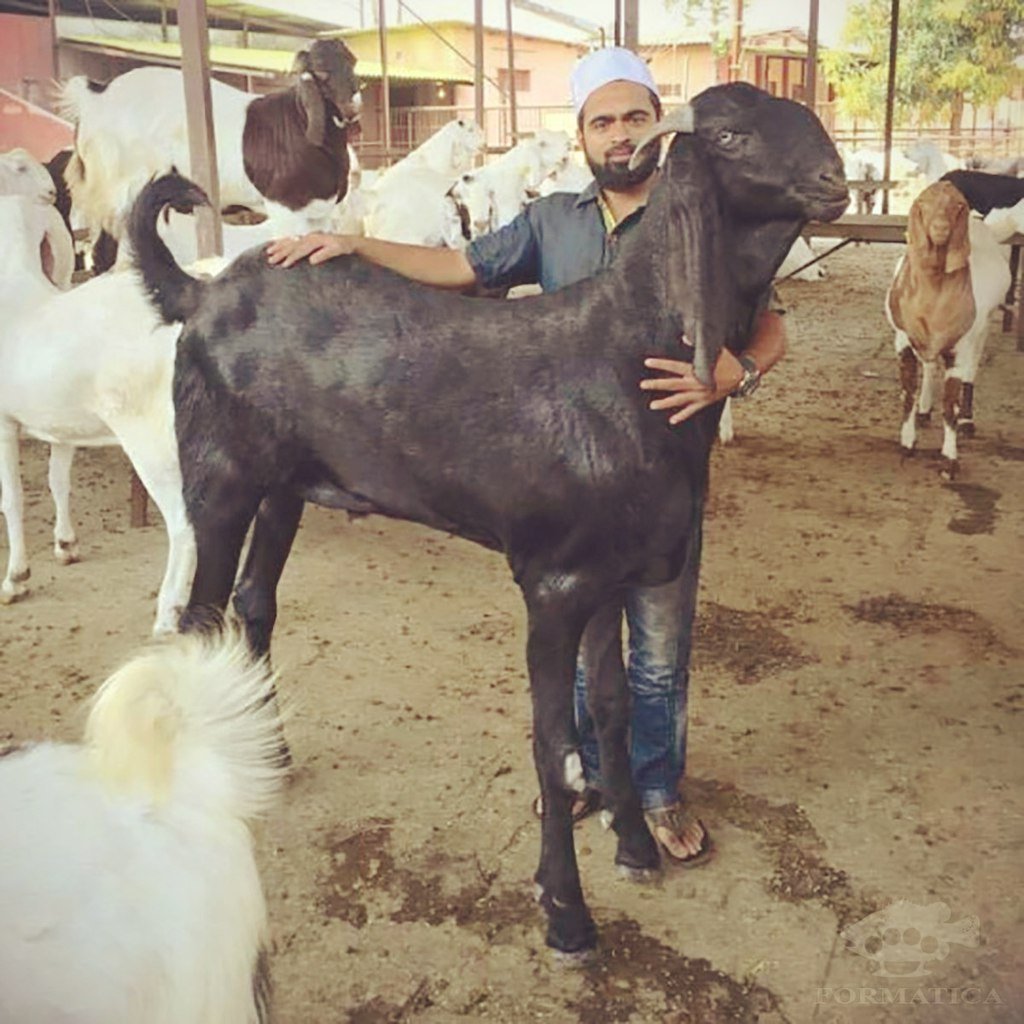 Козы породы Камори