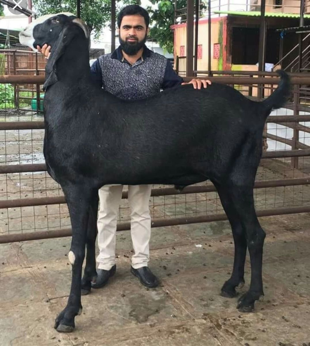 Пакистанские козы Камори