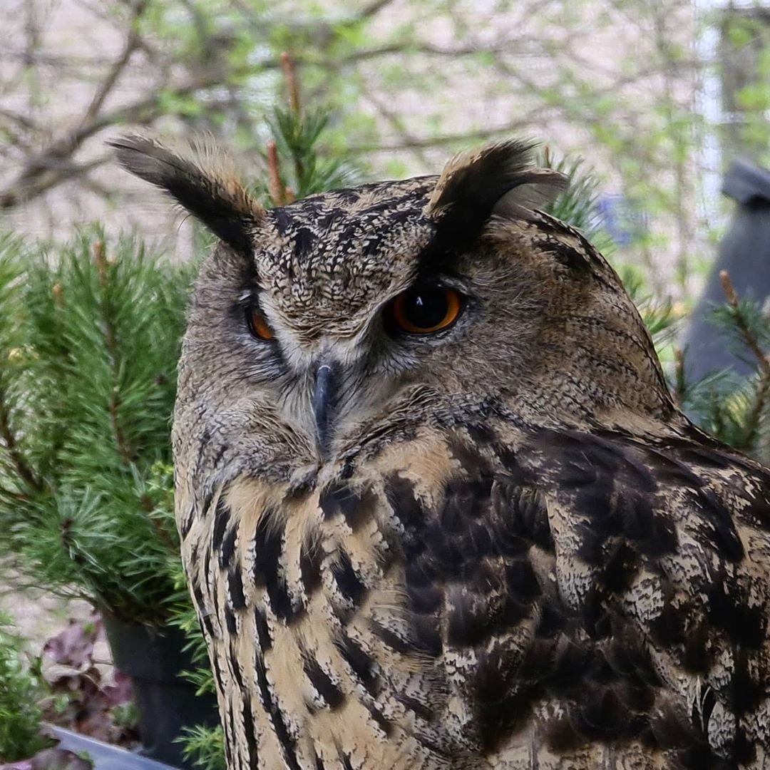 Филин Yoll и Ника